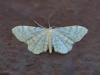 Idaea fuscovenosa